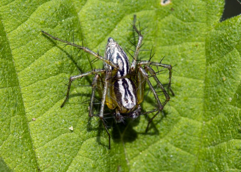 Oxyopes lineatus ? S, maschio - L''Aquila